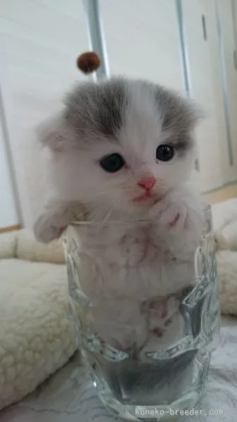 ID:1506-00540の子猫
