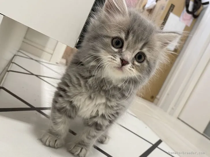 ID:2206-01192の子猫