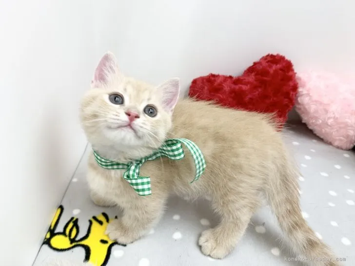 ID:2107-02052の子猫