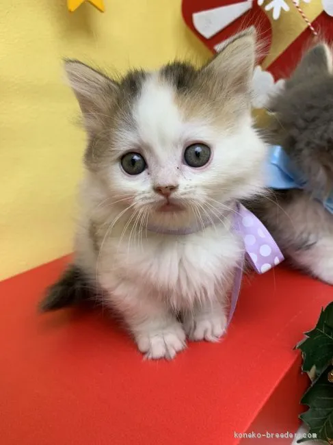 ID：1912-01131の子猫