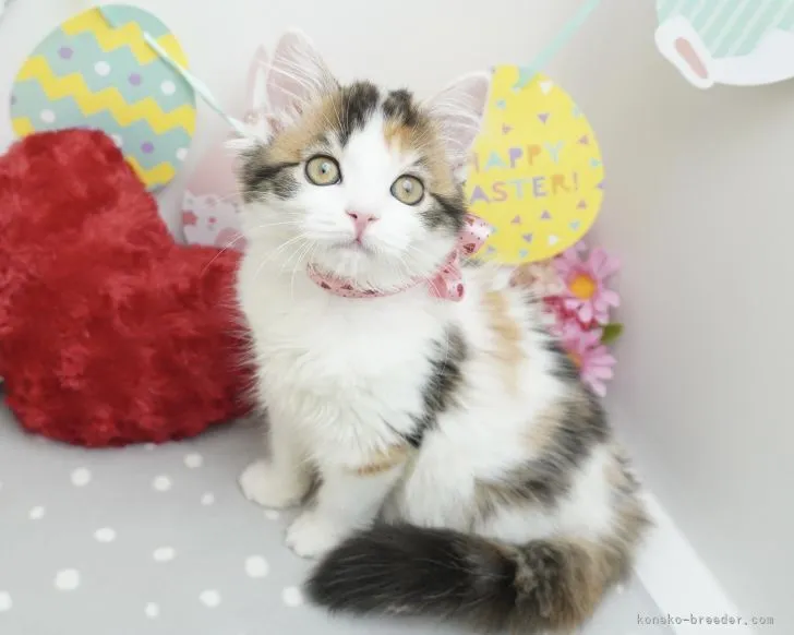 ID:2201-00895の子猫
