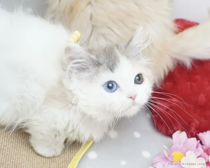 ID：2202-01068の子猫