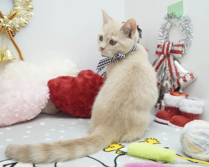 ID：2111-02052の子猫