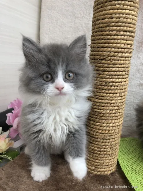 ID：1902-01367の子猫