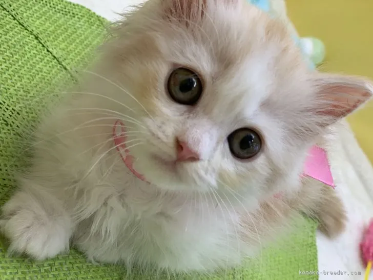 つむぎ 様のお迎えした子猫