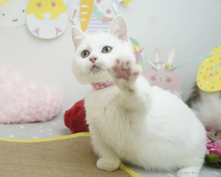 ID:2112-01228の子猫