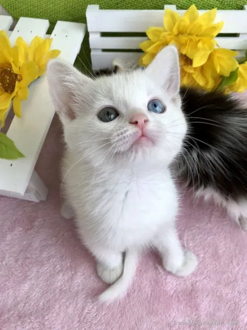 ID:1806-01547の子猫