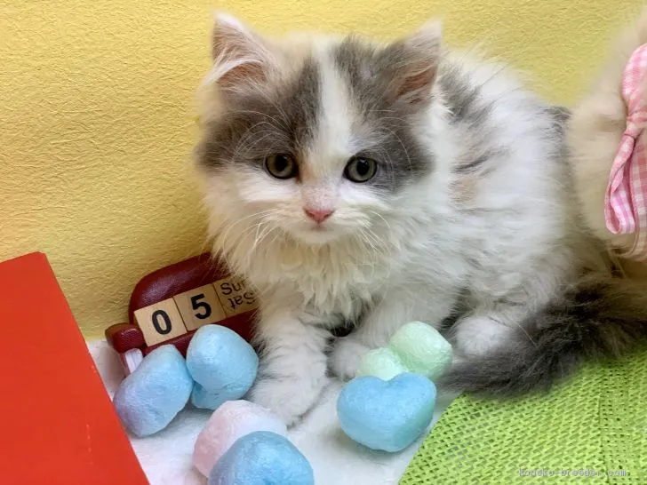 ID：2005-02113の子猫
