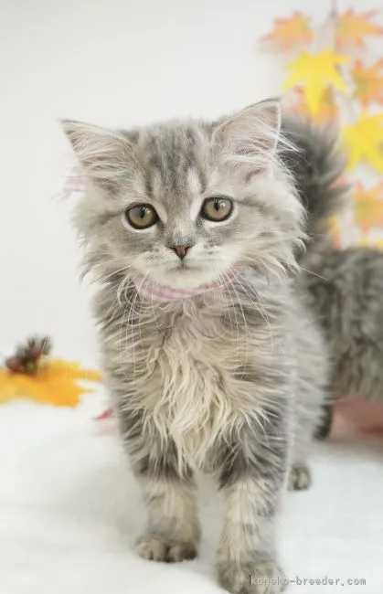 ID:2110-01508の子猫