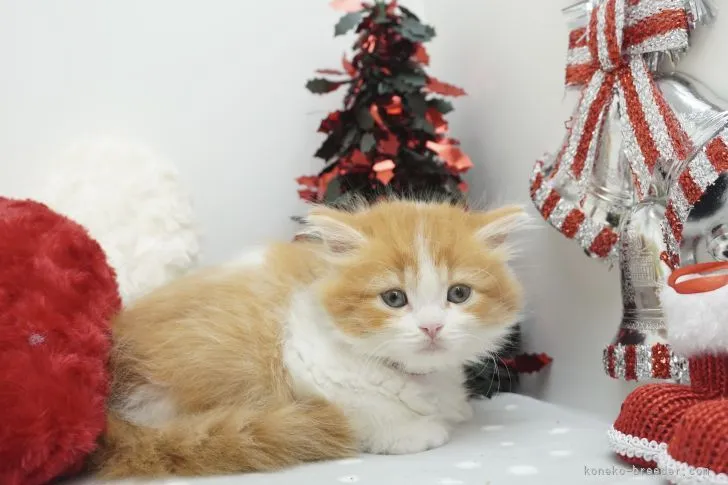 モデラートカンタービレ 様のお迎えした子猫