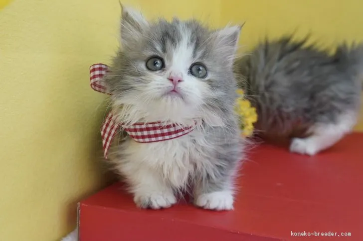 ID:2102-01137の子猫