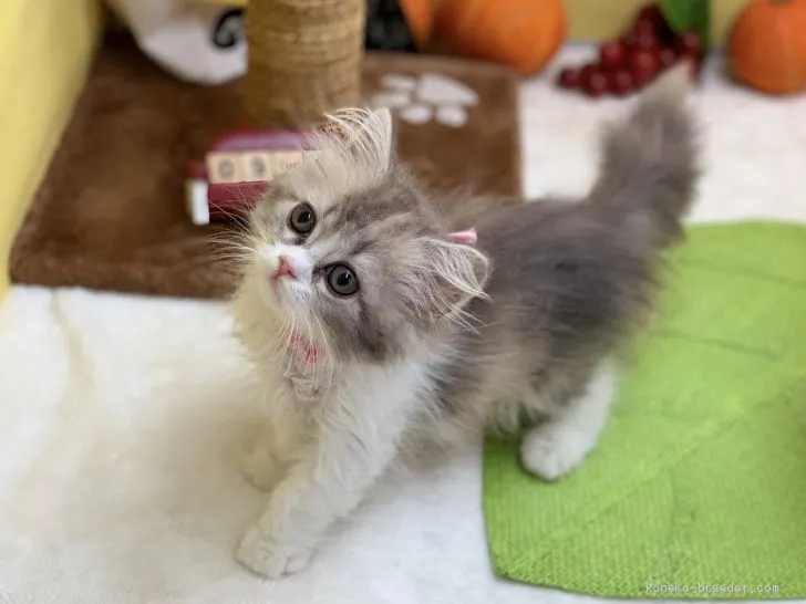 ID：1909-01616の子猫