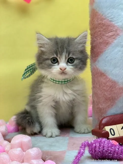 ID：2001-01004の子猫