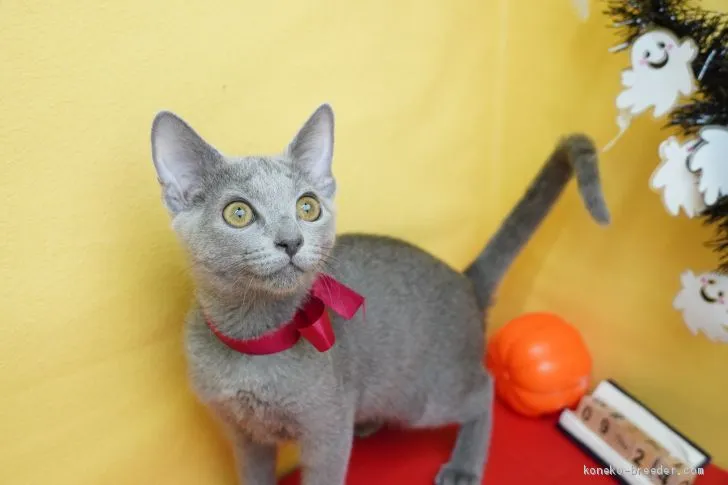 ID：2008-01662の子猫