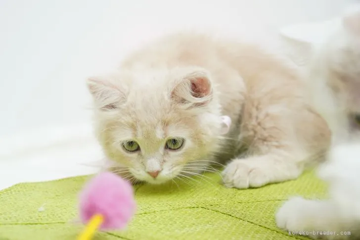 ID：2110-01503の子猫