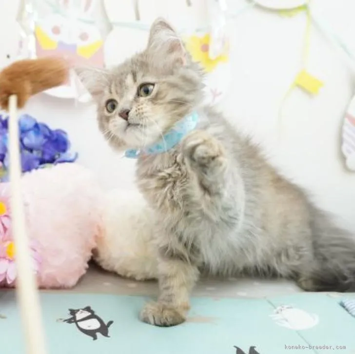 ID:2206-01206の子猫