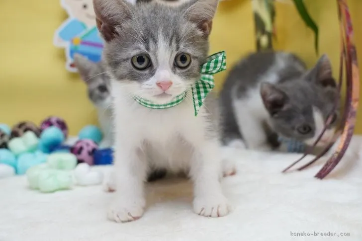 ぴざだよ 様のお迎えした子猫