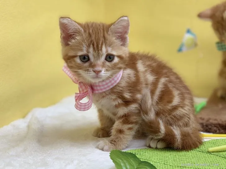 ID:1908-01597の子猫