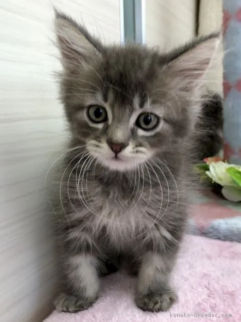 ID:1805-01932の子猫