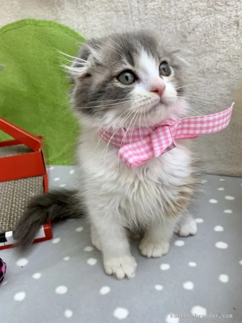 ID：1903-00513の子猫