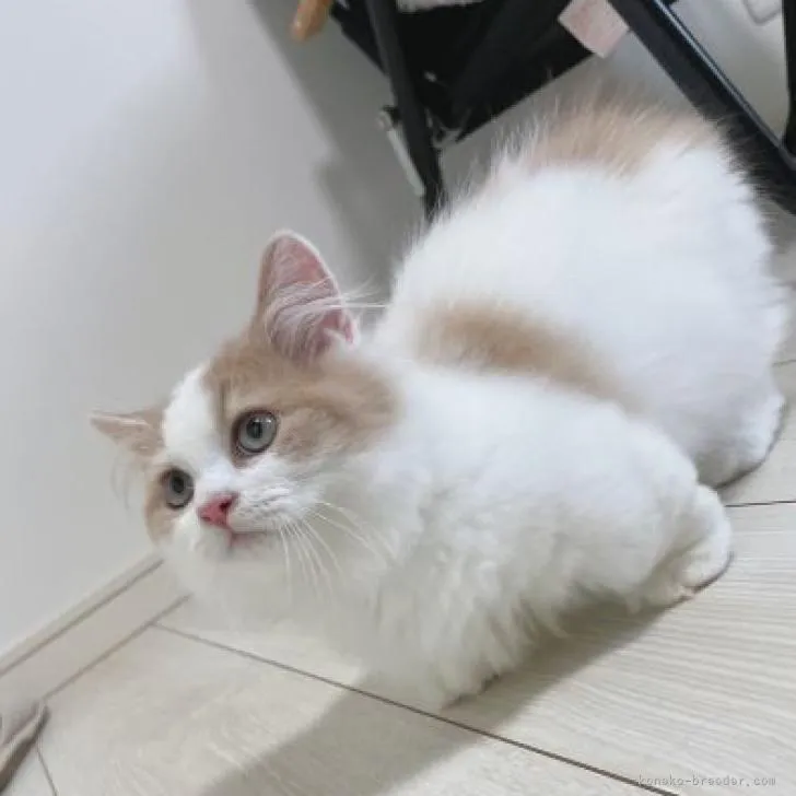 ID：2208-02021の子猫
