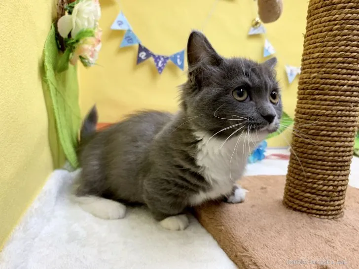 ID:1906-00650の子猫