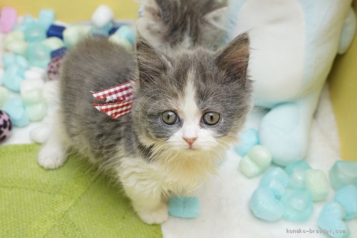 ロミロミ 様のお迎えした子猫