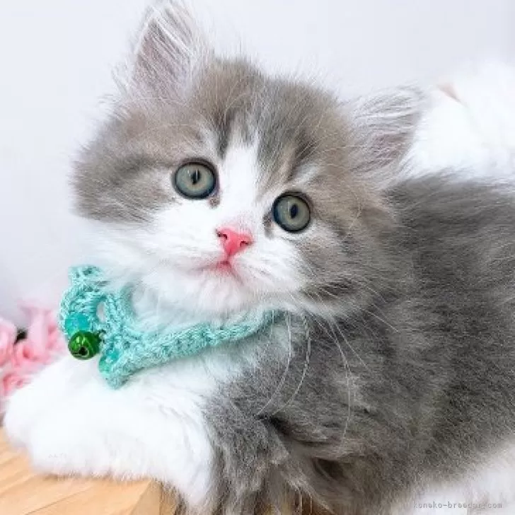 ID:2312-01511の子猫