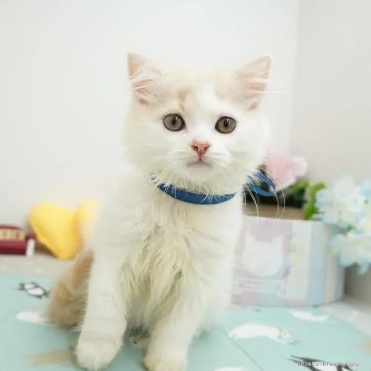 ID:2206-01200の子猫