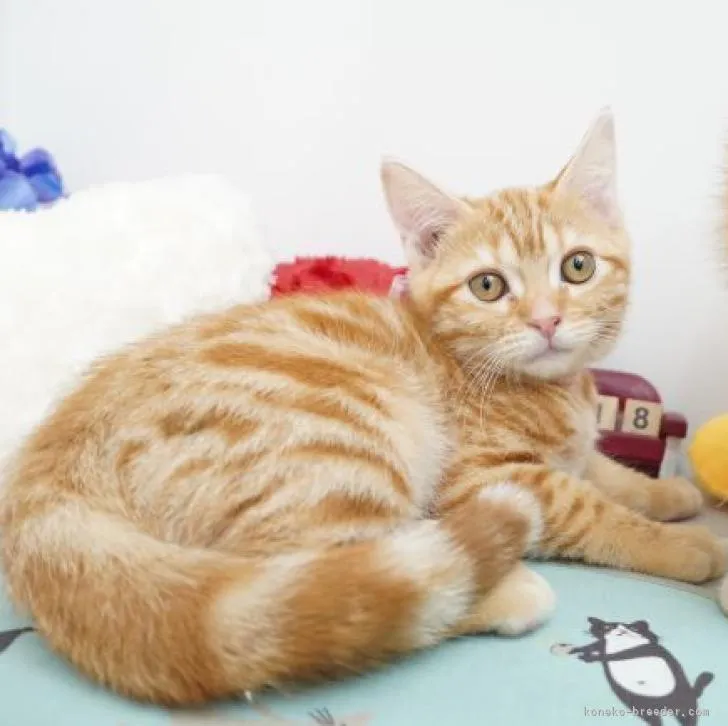 ID:2207-02538の子猫