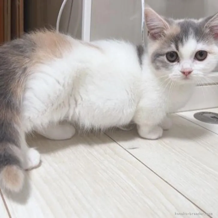 ID：2205-02652の子猫