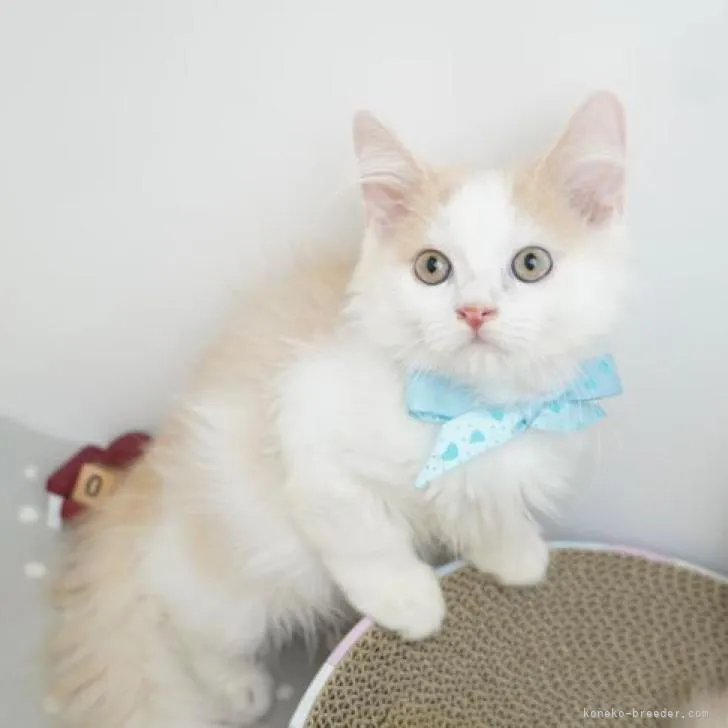 ID：2208-02008の子猫