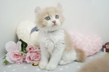 キンカロー【群馬県・男の子・2021年7月7日・クリームタビー&ホワイト（ロングヘア(長毛)）】の写真「カール耳の男の子💙足長＆長毛くん」