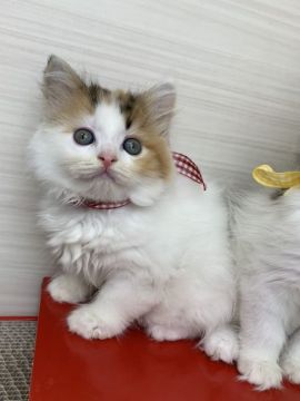 マンチカン(長足)【群馬県・女の子・2019年2月26日・キャリコ（ロングヘアー(長毛)）】の写真「とっても甘えん坊🌸足長ちゃん」