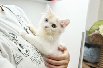 マンチカン(長足)【群馬県・男の子・2021年4月8日・クリームタビー&ホワイト（ロングヘア(長毛)）】の写真「希少なオッドアイ💙足長の可愛い男の子」