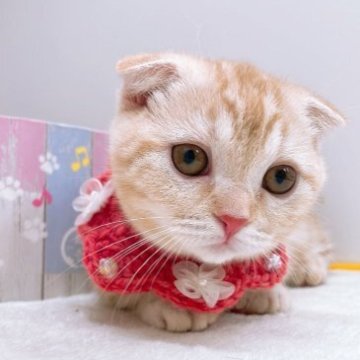 マンチカン(短足)【群馬県・女の子・2023年9月26日・クリームタビー（ショートヘア(短毛)）】の写真「短足🐾短毛🐾耳折れ🩷スコマンチ」
