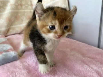 アメリカンカール【群馬県・女の子・2017年12月30日・キャリコ（ショートヘア）】の写真「とっても可愛い♡三毛猫カール」