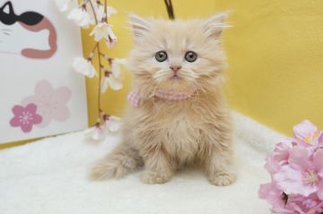 マンチカン(長足)【群馬県・女の子・2020年12月20日・クリームタビー（ロングヘアー(長毛)）】の写真「足長&長毛ちゃん✨タレ目の可愛い女の子」