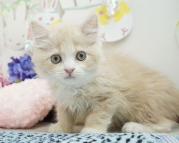 ミヌエット(長足)【群馬県・男の子・2022年4月8日・クリームタビー&ホワイト（ロングヘア）】の写真「ヒマラヤン×マンチカンのミヌエット💗可愛い男の子💙」