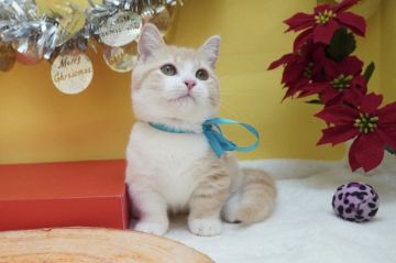 マンチカン(短足)【群馬県・男の子・2020年7月28日・クリームタビー&ホワイト（ショートヘアー（短毛））】の写真「短足くん💓クリーム色した可愛い男の子」