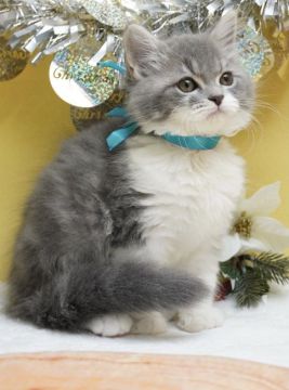 マンチカン(長足)【群馬県・男の子・2020年9月25日・ブルータビー&ホワイト（ロングヘアー（長毛））】の写真「足長く💙丸顔のキュートBOY」