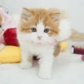 スコティッシュストレート【群馬県・女の子・2023年4月4日・レッドタビー&ホワイト】の写真1「6/5撮影」