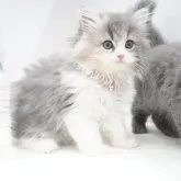 スコティッシュフォールド(立ち耳)【群馬県・女の子・2023年5月11日・ダイリュートキャリコ】の写真1「7/27撮影」