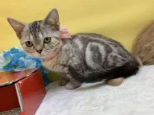 マンチカン(短足)【群馬県・女の子・2019年4月15日・シルバーパッチドタビー】の写真1「7/19撮影」