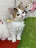 マンチカン(長足)【群馬県・女の子・2019年2月26日・キャリコ】の写真1「5月2日撮影」