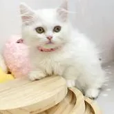 マンチカン(短足)【群馬県・女の子・2022年7月21日・ホワイト 白】の写真1「10/10撮影」