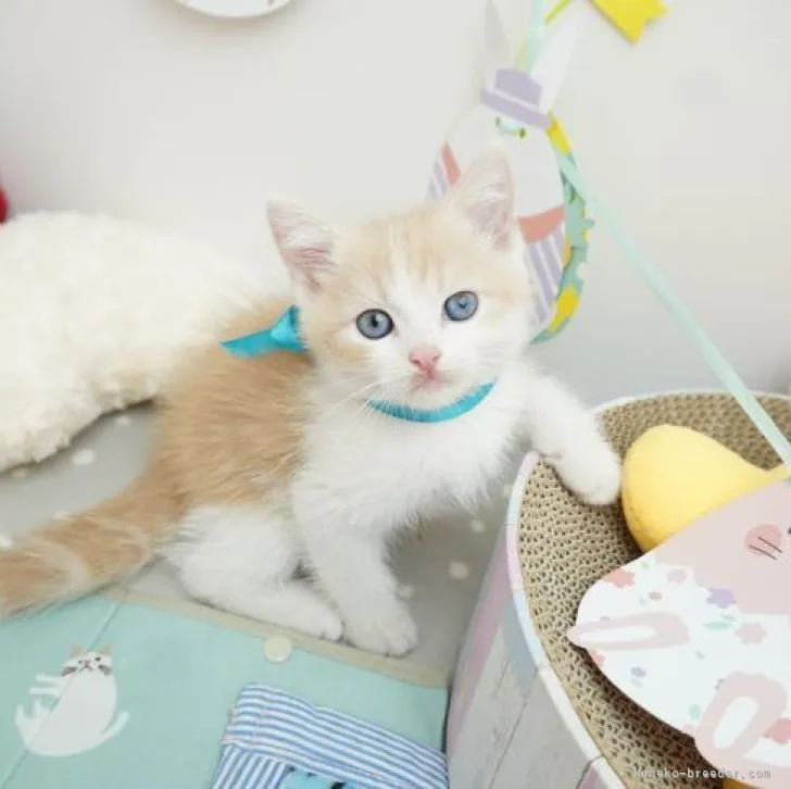 K.S 様のお迎えした子猫