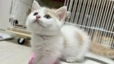 マンチカン(短足)【群馬県・女の子・2022年3月10日・クリームタビー&ホワイト】の写真2「満月みたいなまん丸お顔♡♡」