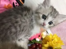 ミヌエット【群馬県・女の子・2018年9月5日・シルバータビー&ホワイト】の写真2「優しい顔の美猫ちゃん♡♡」