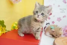 マンチカン(長足)【群馬県・女の子・2021年2月21日・ブルークリーム】の写真2「淡い毛色がバツグンに可愛いです❤」